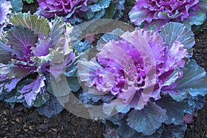Purple Ornamental Cabbage plants in flower pot at Doi Angkhang r