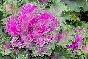 Purple ornamental kale