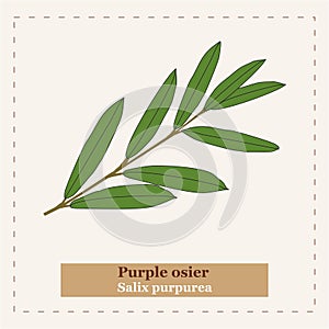 Purple osier - Salix purpurea