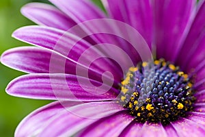 Purple Osteospermum photo
