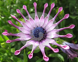 Purple osteospermum