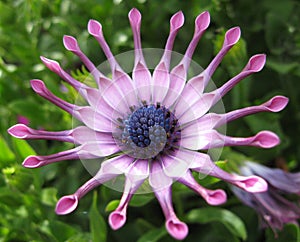 Purple osteospermum photo