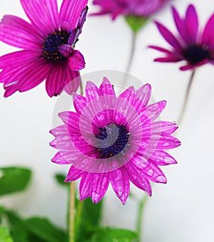Purple Osteospermum photo