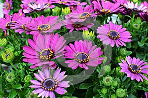 Purple Osteospermum, African Daisy or Cape Daisy photo