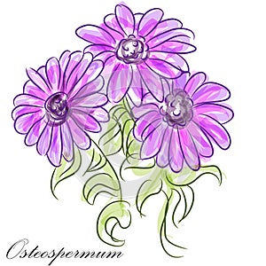 Purple Osteospermum Daisies photo