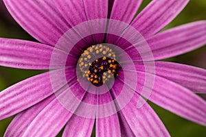 Purple Osteospermum flower in Bloom