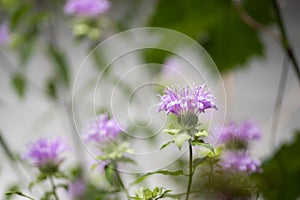 Purple oswego tea flowers
