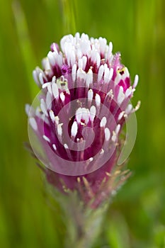 Purple Owl's Clover, Castilleja exserta