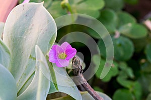 Purple Oxalis flower, from countryside vegetable garden.