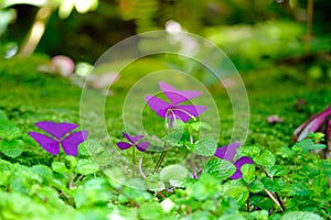 Purple oxalis and green leaf on moss blurred background