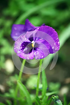 Purple pancy flower.
