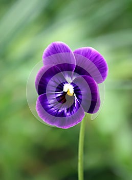 Purple pancy flower. photo