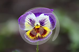 Purple pancy flower. photo