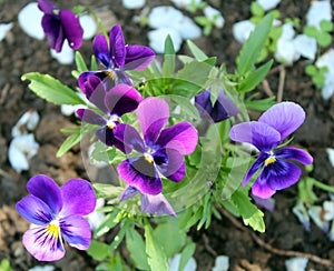 Purple Pancy Flower - Viola Wittrockiana