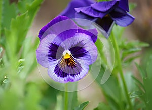 Purple pancy flowers. photo