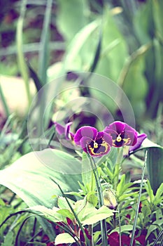 Purple pancy flowers. photo