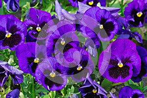 Purple pansies photo