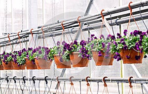 Purple pansies in flower pots in a greenhouse.