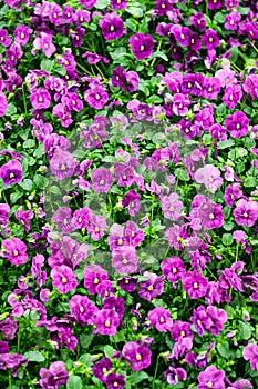 Purple pansies in flower pots in a greenhouse.