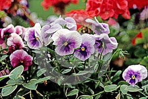 Purple Pansies