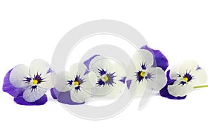 Purple pansies in a reed basket