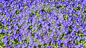 Purple pansies violas flowers background photo