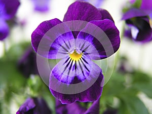 Purple Pansy