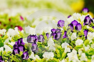 Purple pansy disambiguation garden flower