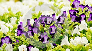 Purple pansy disambiguation garden flower