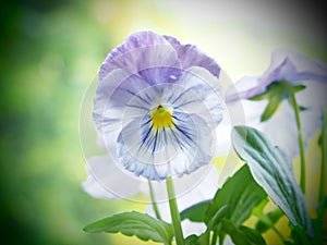 Purple Pansy Flower