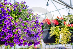 Purple pansy flower in flowerpot