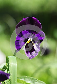 Purple pansy flower in the garden. Close-up, macro