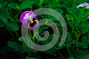 Purple pansy flower in green grass photo