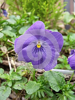 Purple Pansy Flower in Hanging Basket