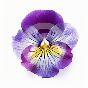 Purple Pansy Flower: Nature-inspired Symmetry In Tokina Opera 50mm F14 Ff Style