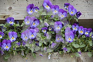 Purple pansy flowers in a hanging basket on a sunny day. Robust and blooming. Garden pansy with white and purple petals. Hybrid