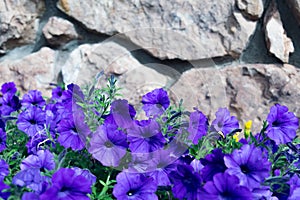 Purple Pansy flowers with rock background