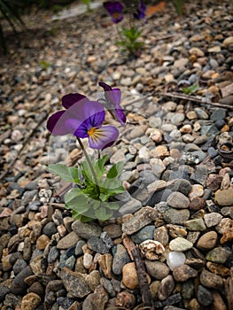 Purple Pansy Planted in a Garden