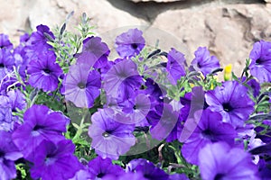 Purple pansy with rock wall background