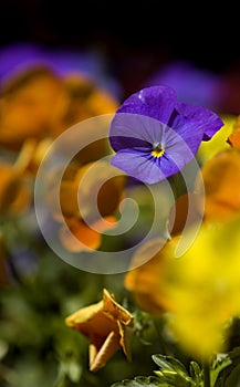 Purple Pansy (Viola x wittrockiana) Amongst Others