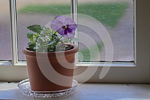 A purple pansy on the window sill.