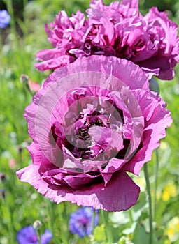 Purple Poppy