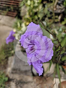 Purple paper flowers, spring. Macro photo