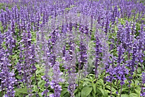 purple Park in lavender flowers Fields in Jimtomson at Korat,Thailand