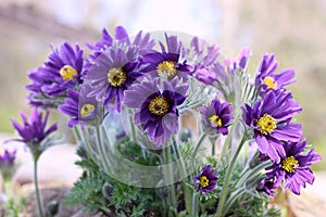 Purple pasque flower