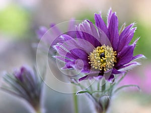 Purple pasque flower