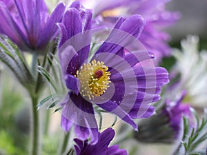 Purple pasque flower