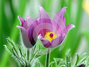 Purple pasque flowers photo