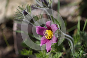 Purple pasque flowers in springtime