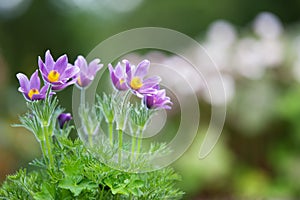 Purple Pasque flowers in springtime